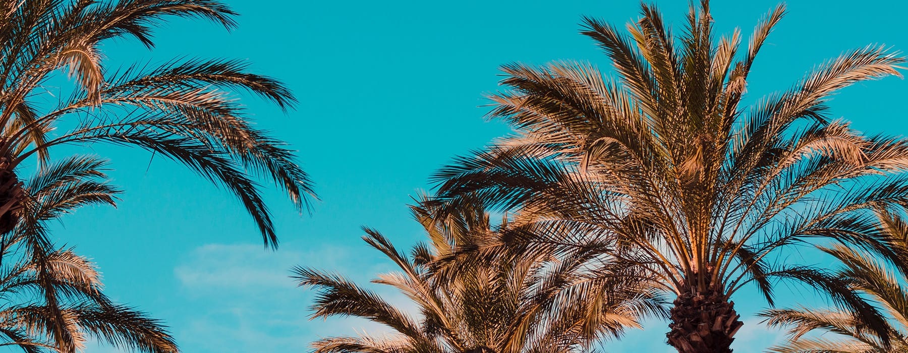 lifestyle image of palm trees