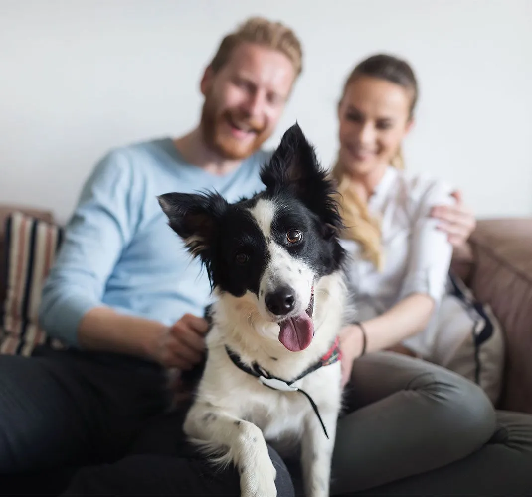 a couple with a pet dog